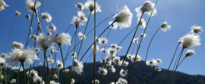 Der Frühsommer ist da....