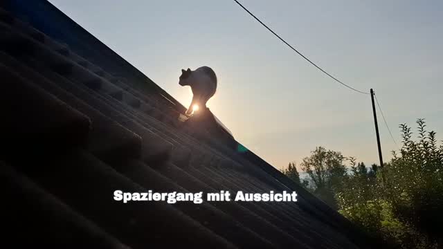 Andere gehen für die Aussicht auf den Berg.
Sissi nimmt einfach das Hausdach. ??

Ein kleiner Morgenspaziergang, ein bisschen Sonne und natürlich alles im Blick.
Man muss schließlich wissen, was im eigenen Revier so los ist. ?

#Katzenleben #Morgenst