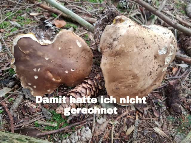 Manchmal hält der Wald ganz besondere Überraschungen bereit. ??

Eigentlich wollte ich nur eine schöne Runde draußen verbringen. Und dann gab es unterwegs diese wunderbaren Funde.

Am Ende war die Tasche gut gefüllt und zu Hause ging es gleich ans Ve