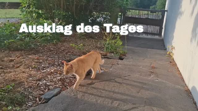 Der Ausklang meines Tages. ??

Während mein Knie noch etwas Geduld von mir verlangt, genieße ich die kleinen Momente zu Hause.

Paul dreht seine Abendrunde, die Sonne verschwindet langsam hinter den Hügeln – und für einen Augenblick wird alles ganz r