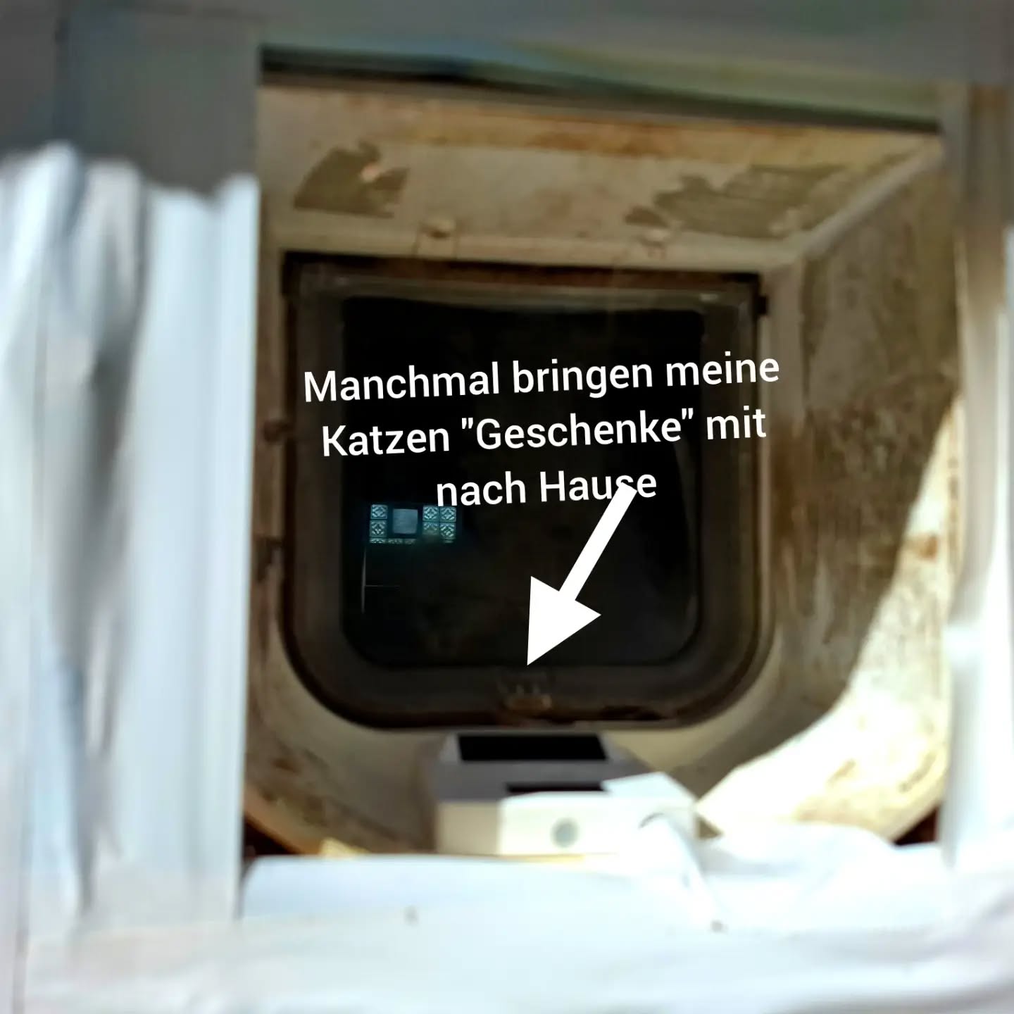 Eigentlich hätte ich nie gedacht, dass ich einmal eine Kamera an einer Katzenklappe montiere.

Dann brachte Paul einen toten Marder mit ins Haus.

Seitdem unterstützt uns eine Zero Maus an der Katzenklappe. Sie erkennt Beute und verhindert, dass sie 
