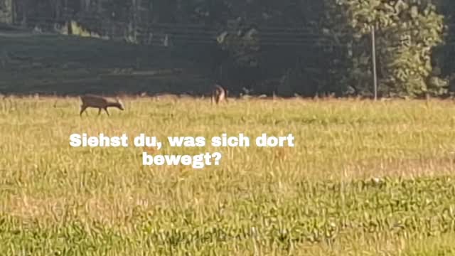 Heute Morgen lag die Wiese ganz ruhig vor mir.

Erst beim genaueren Hinsehen habe ich sie entdeckt:
zwei Rehe, die in aller Ruhe durch das hohe Gras zogen.

Solche Momente dauern oft nur wenige Sekunden.
Und doch bleiben sie länger im Gedächtnis als 