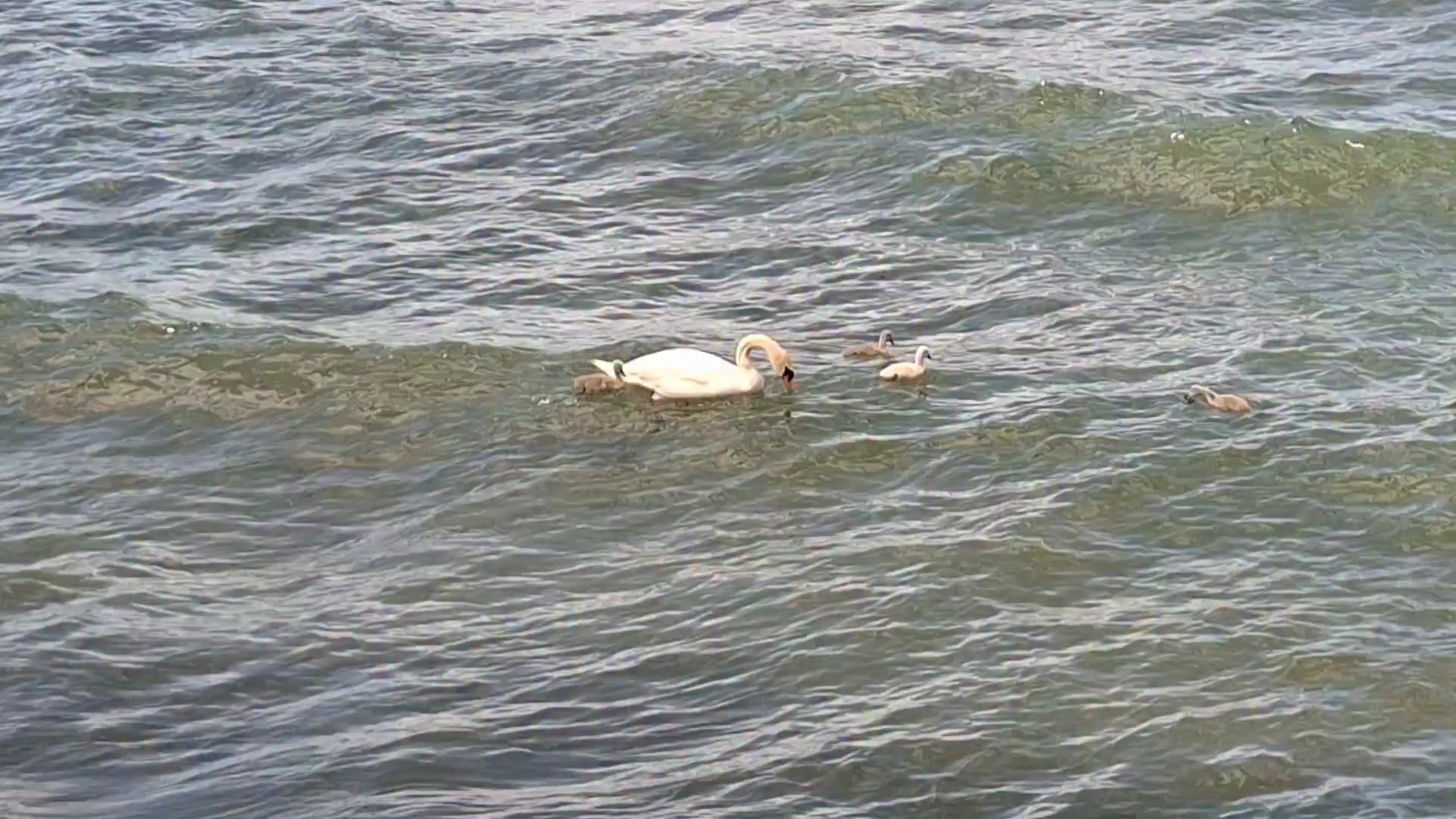 Manchmal braucht es gar nicht viel.

Ein paar Minuten draußen.

Sonne auf dem Wasser.

Und einen Moment, in dem nichts erledigt werden muss.

#Bergreiz #Bodensee #Allgäu #Psychotherapie #Natur
