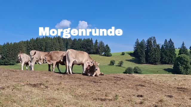 Bevor die Hitze kommt.
Bevor die Praxis öffnet.

Noch eine kleine Radrunde zur Wachtersalpe.

Kuhglocken begleiten den Weg.
Die Sonne steht noch tief.
Und für einen Moment gibt es nichts zu erledigen.

Einfach unterwegs.

#Bergreiz #Allgäu #Wachtersa