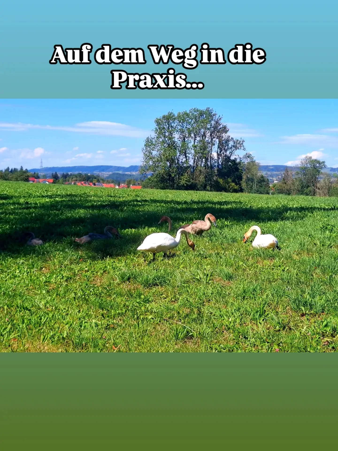 Heute Morgen auf dem Weg in die Praxis. ??

Und dann steht da plötzlich eine ganze Schwanenfamilie mitten auf der Wiese.

Solche Begegnungen kann man nicht planen.
Man kann sie nur bemerken.

Manchmal liegt das Schöne einfach auf dem Weg. ?

#bergrei