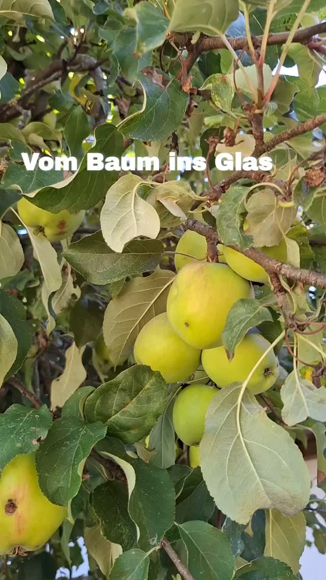 Nicht alles, was hier wächst, gehört uns. ?

In unserem Garten stehen sieben Apfelbäume. Ungespritzt, direkt vor der Haustür – und in diesem Jahr tragen sie reichlich.

Wir ernten, essen und verarbeiten, was wir brauchen und nutzen können.

Aber ein 