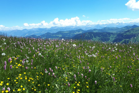 Wunderbare Blütenpracht auf dem Hochgrat