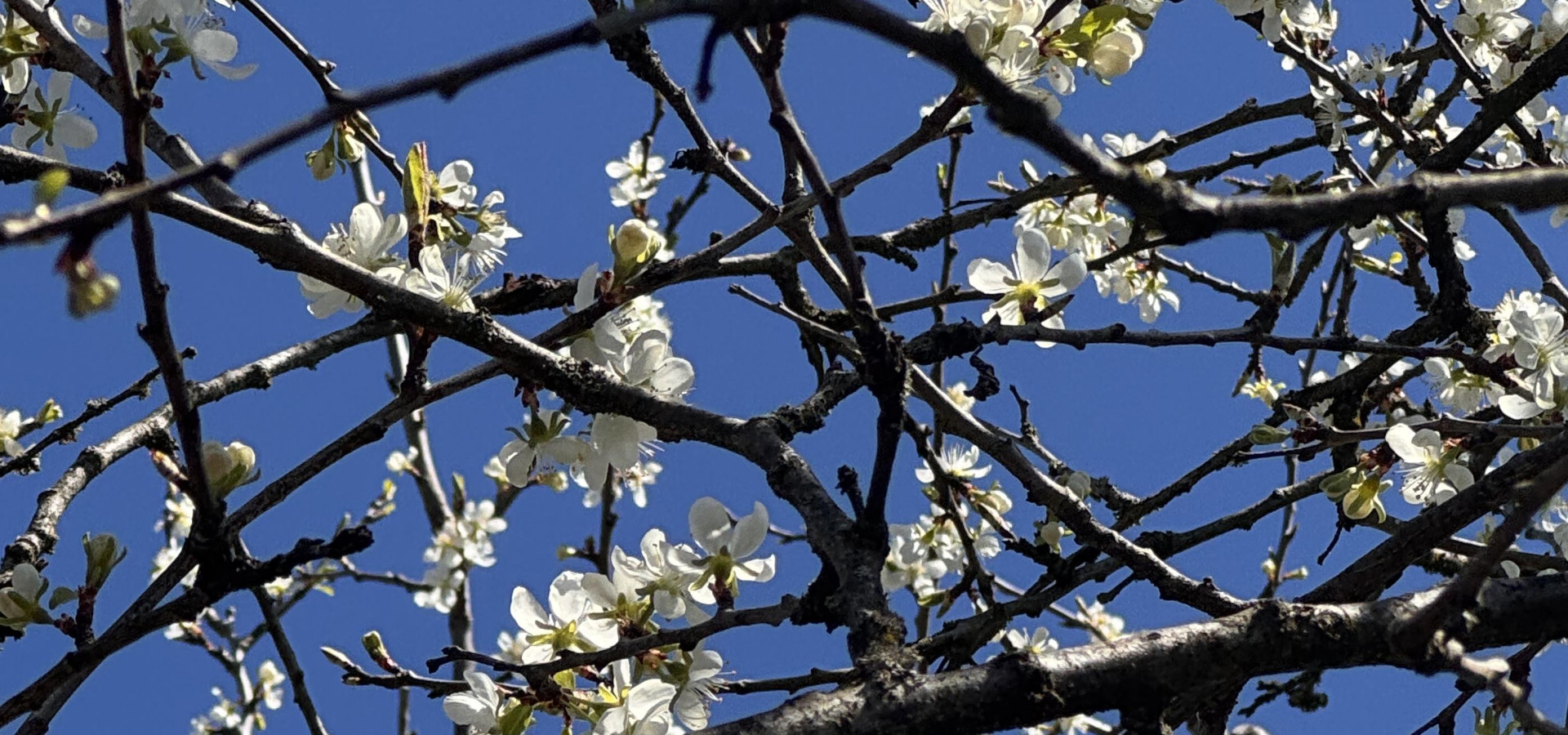Frühlingszeit.Immobilienzeit.