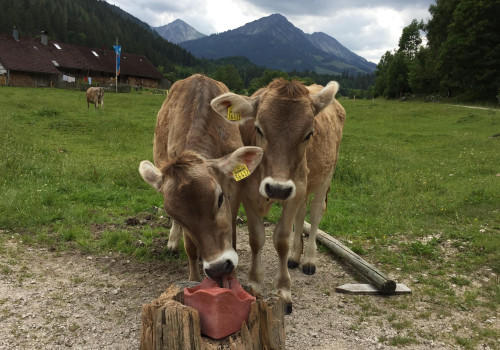 Bald öffnen die Alpen
