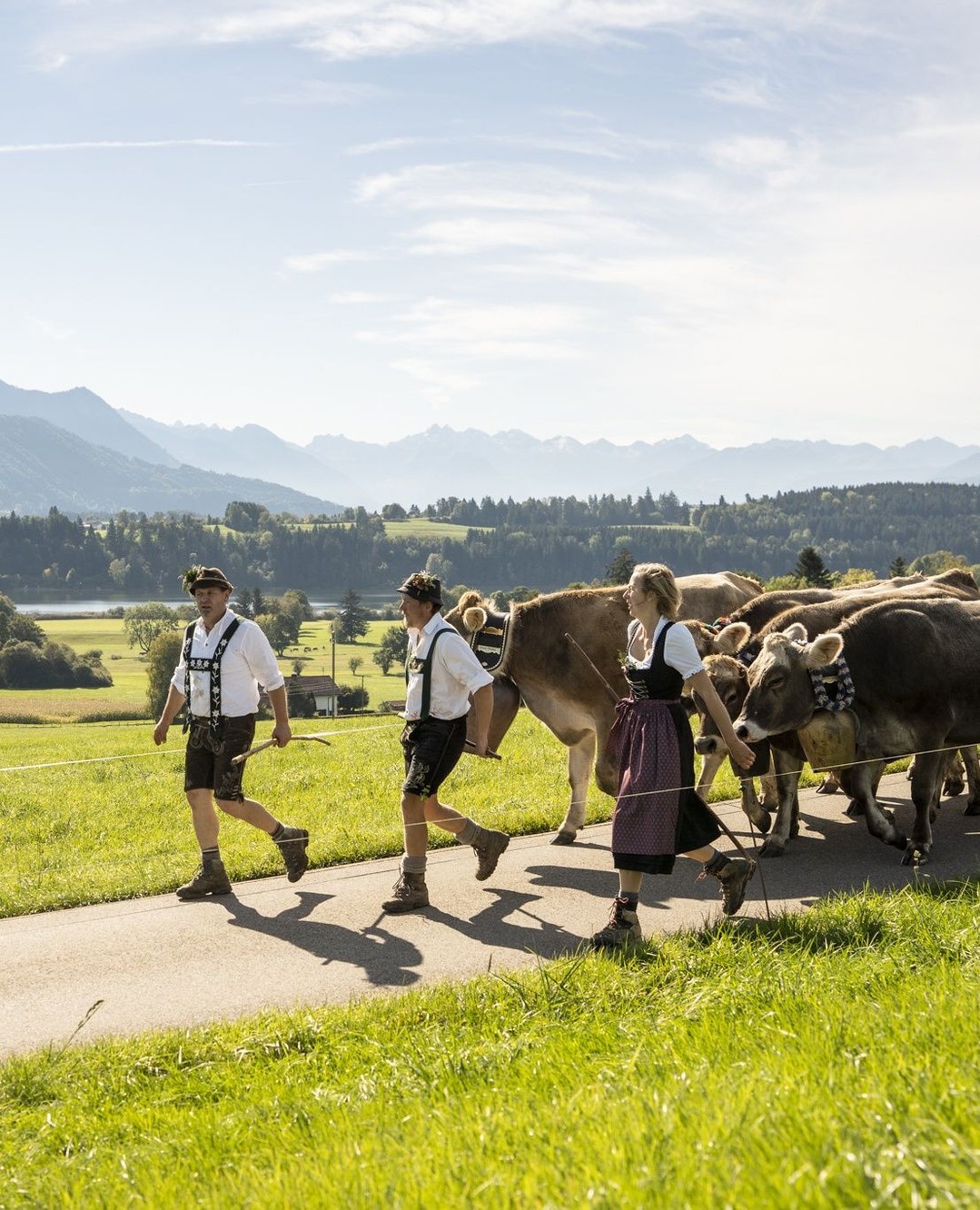 Klein, fein und richtig besonders: Viehscheid in Memhölz ??⁠
⁠
Am Samstag, den 03.10.2026, findet in Memhölz der kleine, aber feine Viehscheid statt. Mit rund 50 Schumpen ist er der letzte Viehscheid im Allgäu — und genau deshalb etwas ganz Besondere