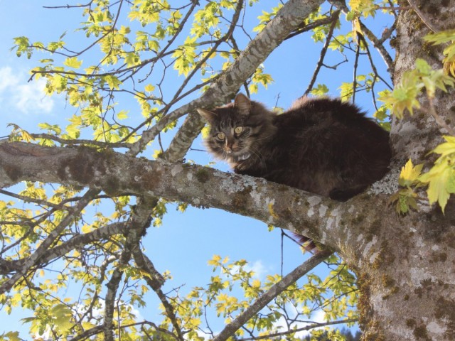 Katze in Baum 