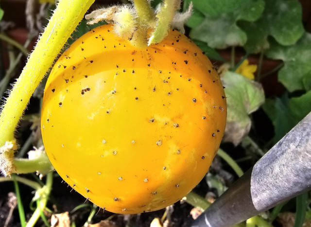 Lemon Apple – die Zitronengurke