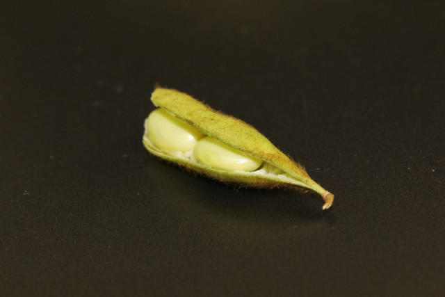 Edamame - Superfood oder überschätzt?