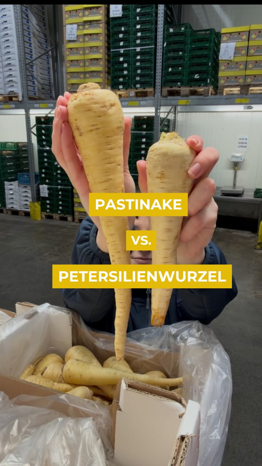 Pastinake vs. Petersilienwurzel 

Wie unterscheidet man sie?

#pastinake #petersilienwurzel #foodfacts #foodportrait