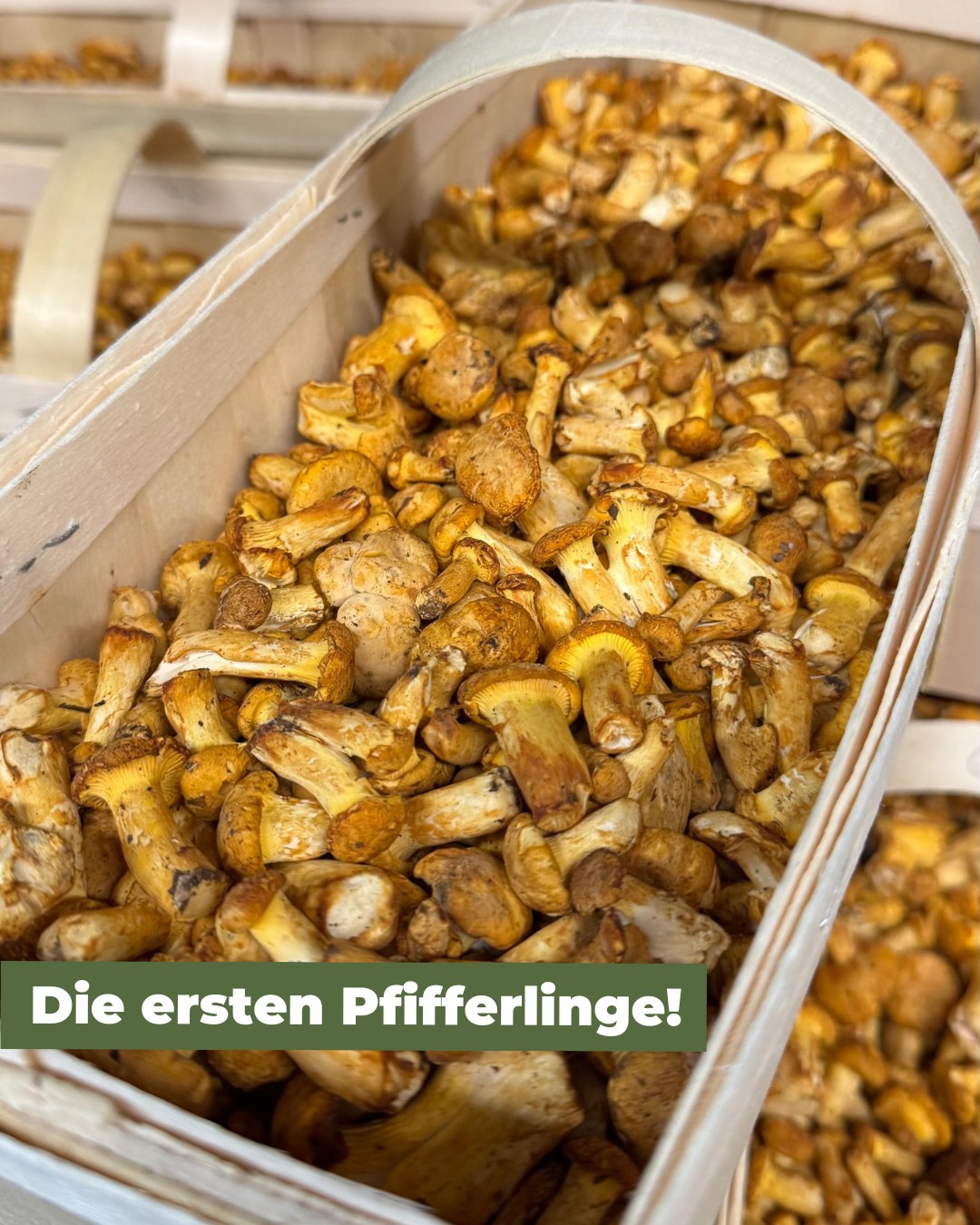 Frisch reingekommen: Sortierte Pfifferlinge ?
Fest, trocken und goldgelb – genauso wie sie sein sollen. Die Mengen aus der ersten Ernte sind wie immer streng limitiert. Ruf uns an, um dir deine Kisten zu sichern.