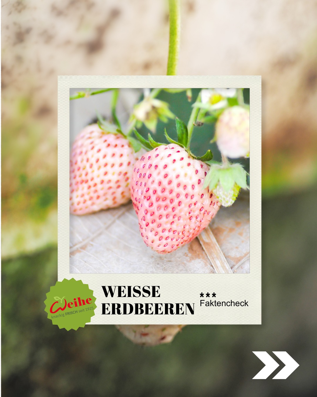 Erdbeeren in Weiß? ??
Nein, das Bild ist nicht entsättigt – das sind Pineberries! Wer sie zum ersten Mal probiert, erlebt eine kleine Geschmacks-Explosion: Stell dir eine Erdbeere vor, die heimlich eine Affäre mit einer Ananas hatte. ??
Diese kleinen