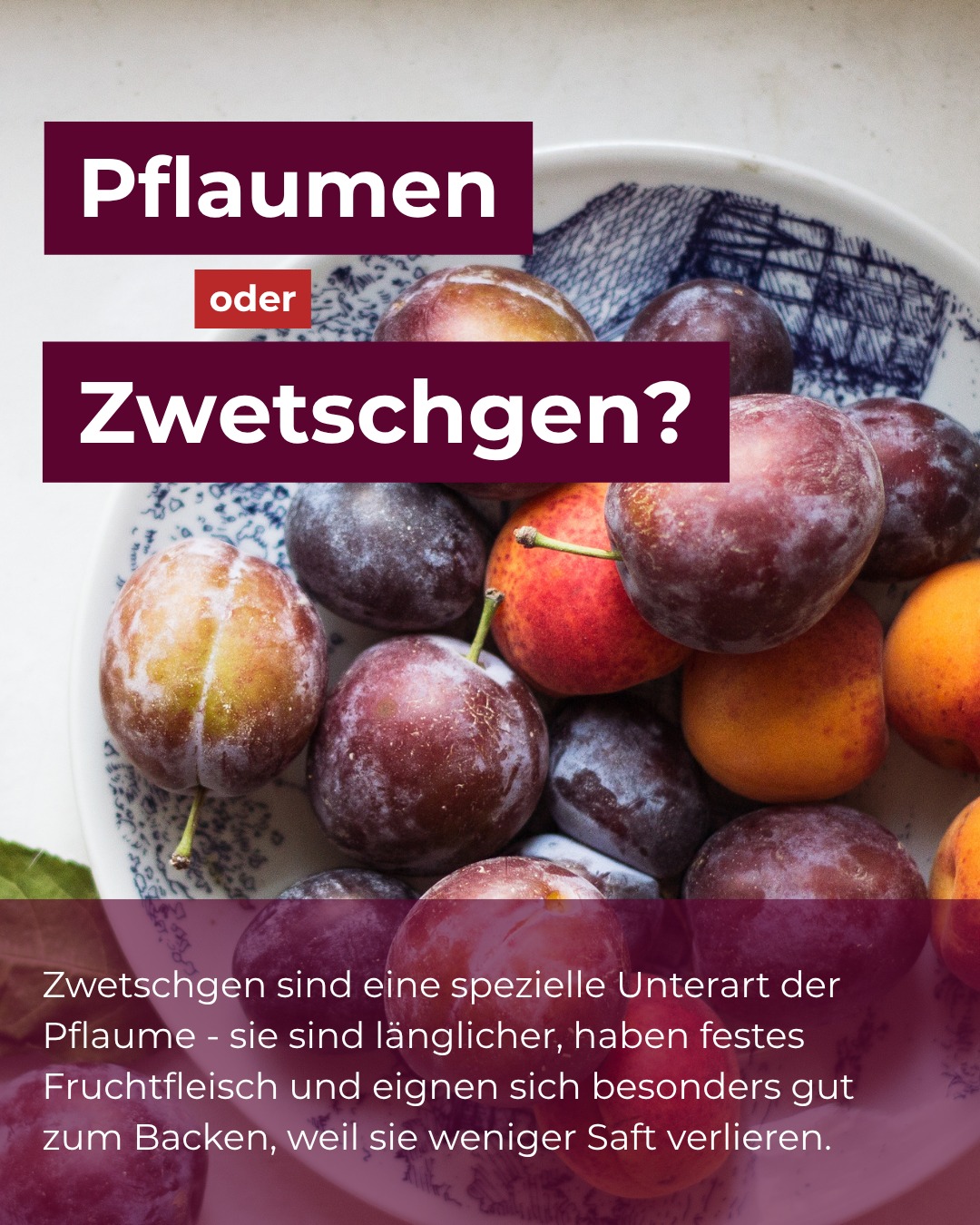 Schon gewusst? Zwetschgen sind eine Unterart der Pflaume. ?

Swipe rüber um noch mehr über Zwetschgen zu erfahren. 

#zwetschgen #pflaumen #plum #foodfacts