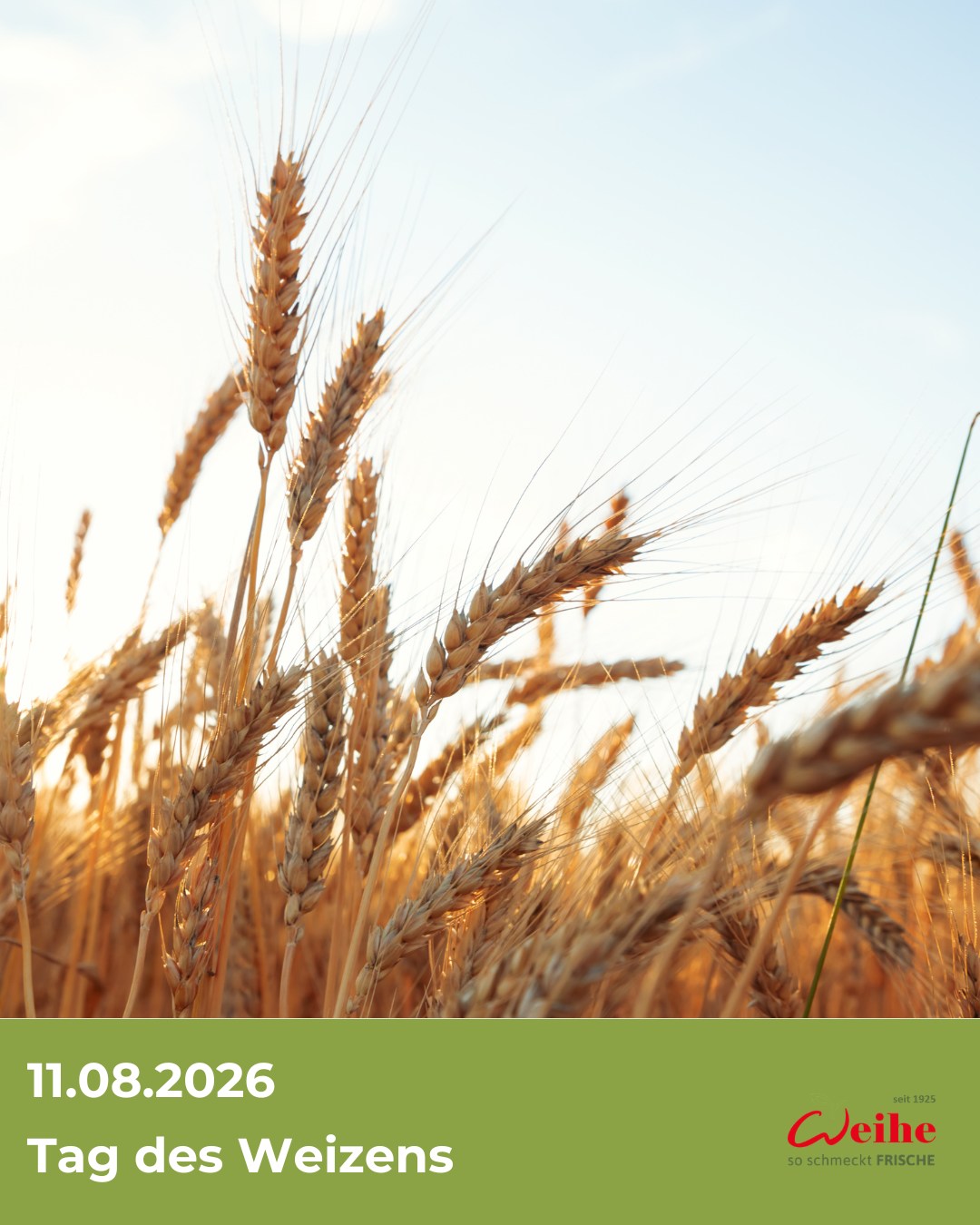 Heute ist Tag des Weizens!  Ohne ihn gäbe es weder die morgendliche Schrippe noch die frische Pasta auf der Speisekarte.?

Weizen bildet jeden Tag das Fundament in unzähligen Berliner Küchen, Kitas und Restaurants.
Wir sorgen dafür, dass die Küchen d